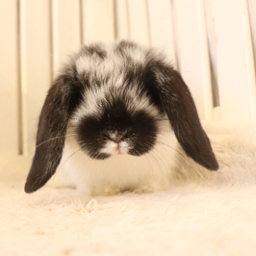 animal_image