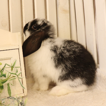 animal_image