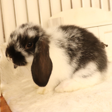 animal_image