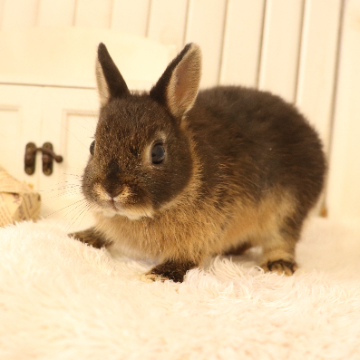 animal_image