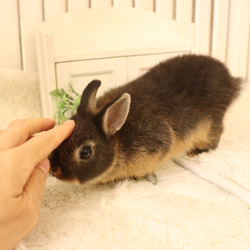 animal_image