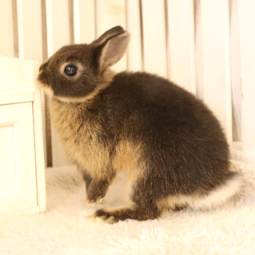 animal_image
