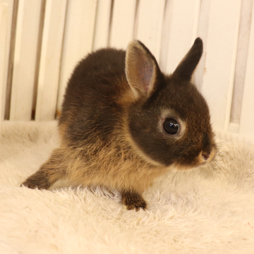 animal_image