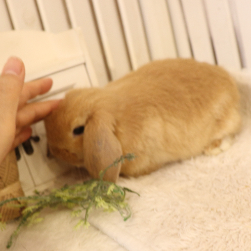 animal_image