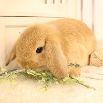animal_image