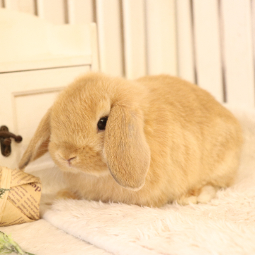 animal_image