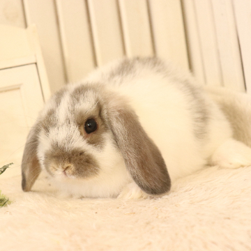 animal_image
