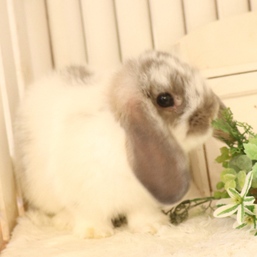 animal_image