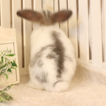 animal_image