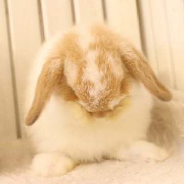 animal_image