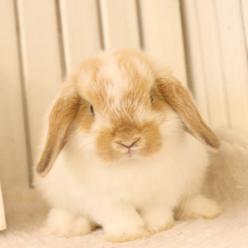 animal_image