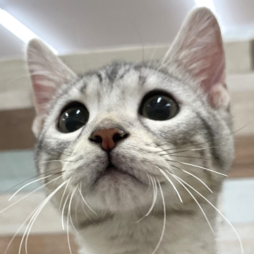 animal_image