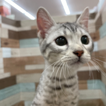 animal_image
