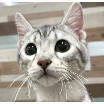 animal_image