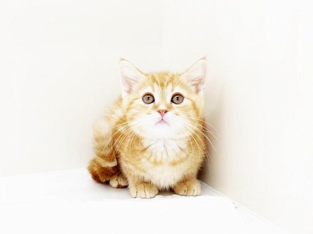 animal_image