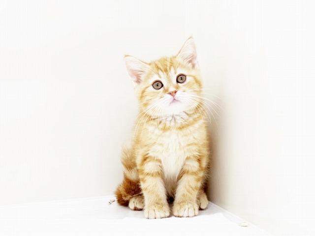 animal_image
