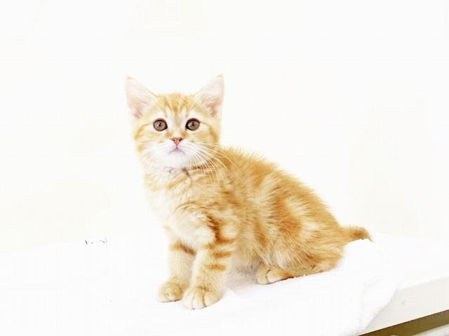 animal_image