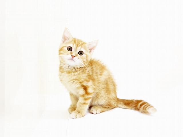 animal_image