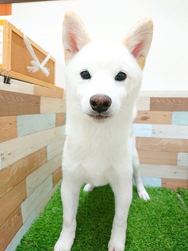animal_image