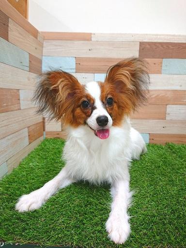 animal_image
