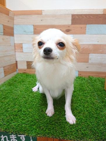 animal_image