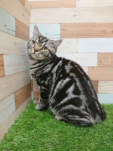 animal_image