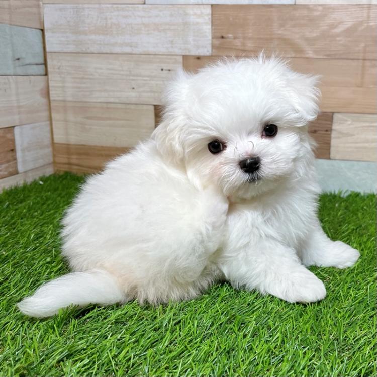 animal_image
