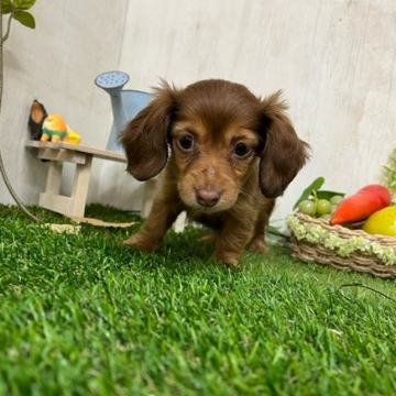 animal_image