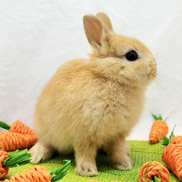 animal_image