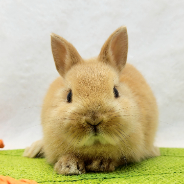 animal_image