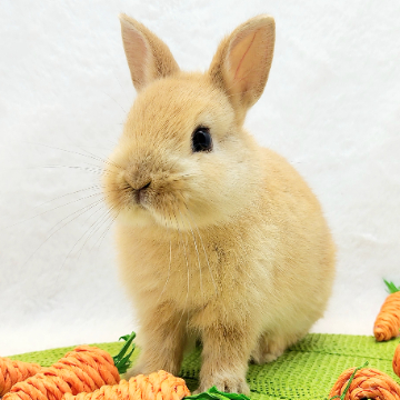 animal_image