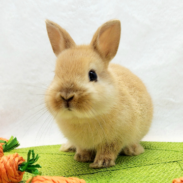 animal_image