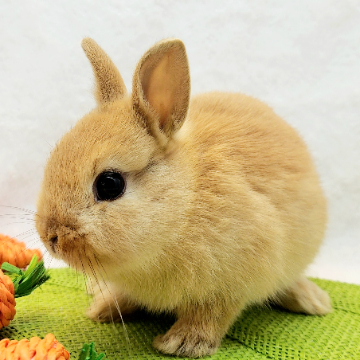 animal_image