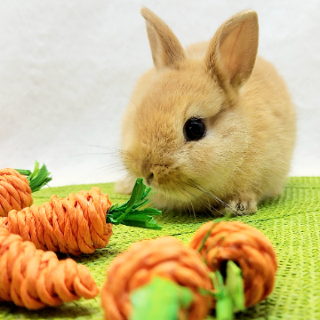 animal_image
