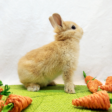 animal_image