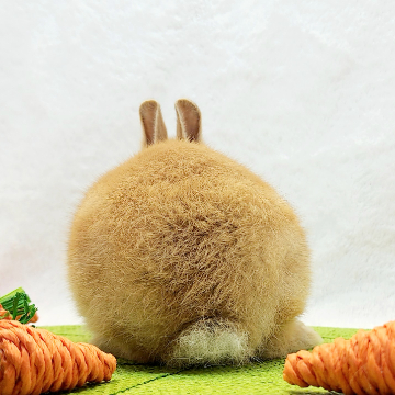 animal_image