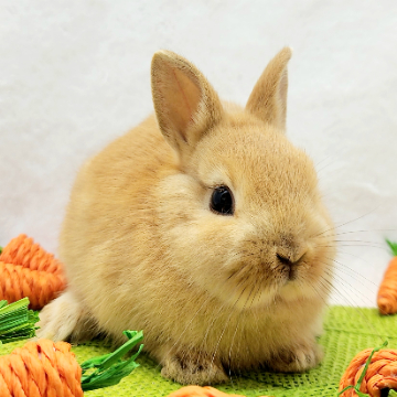 animal_image