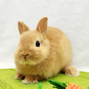animal_image