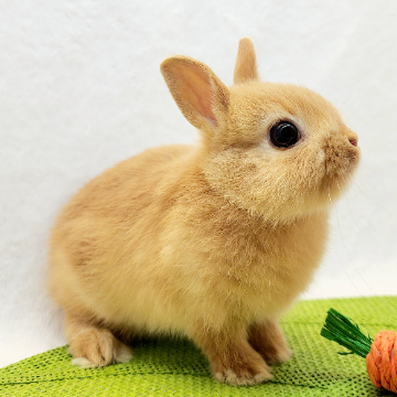 animal_image