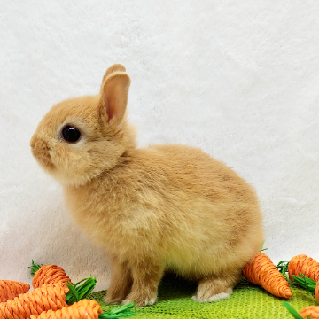 animal_image