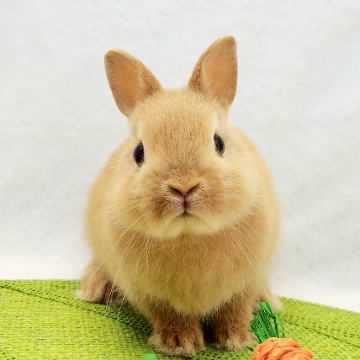 animal_image