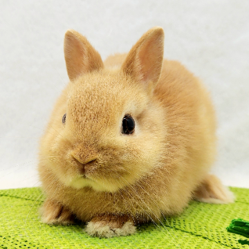 animal_image
