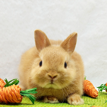 animal_image