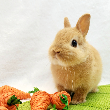 animal_image