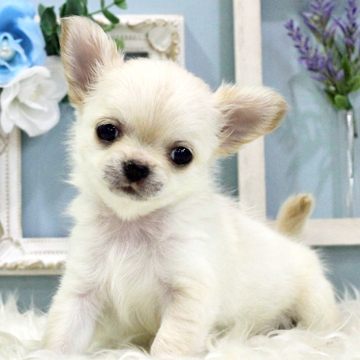 animal_image