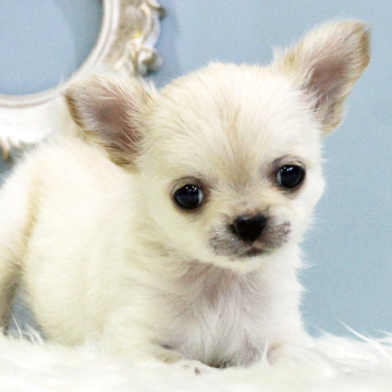 animal_image