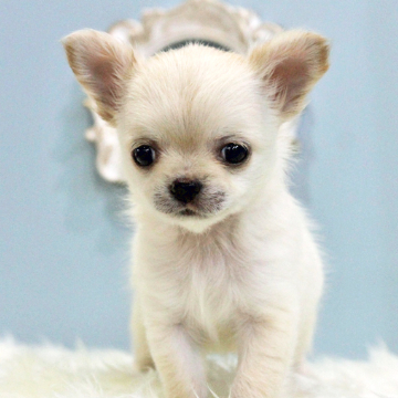 animal_image