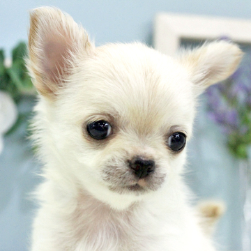 animal_image