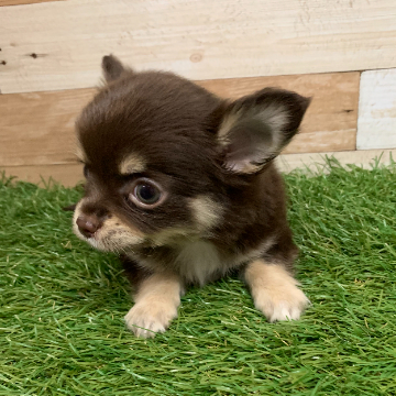 animal_image