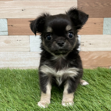 animal_image